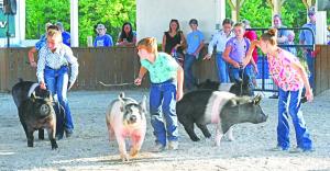 Hog Show 